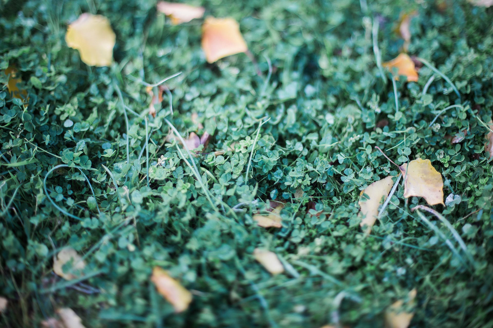 05 - Herbe et feuilles